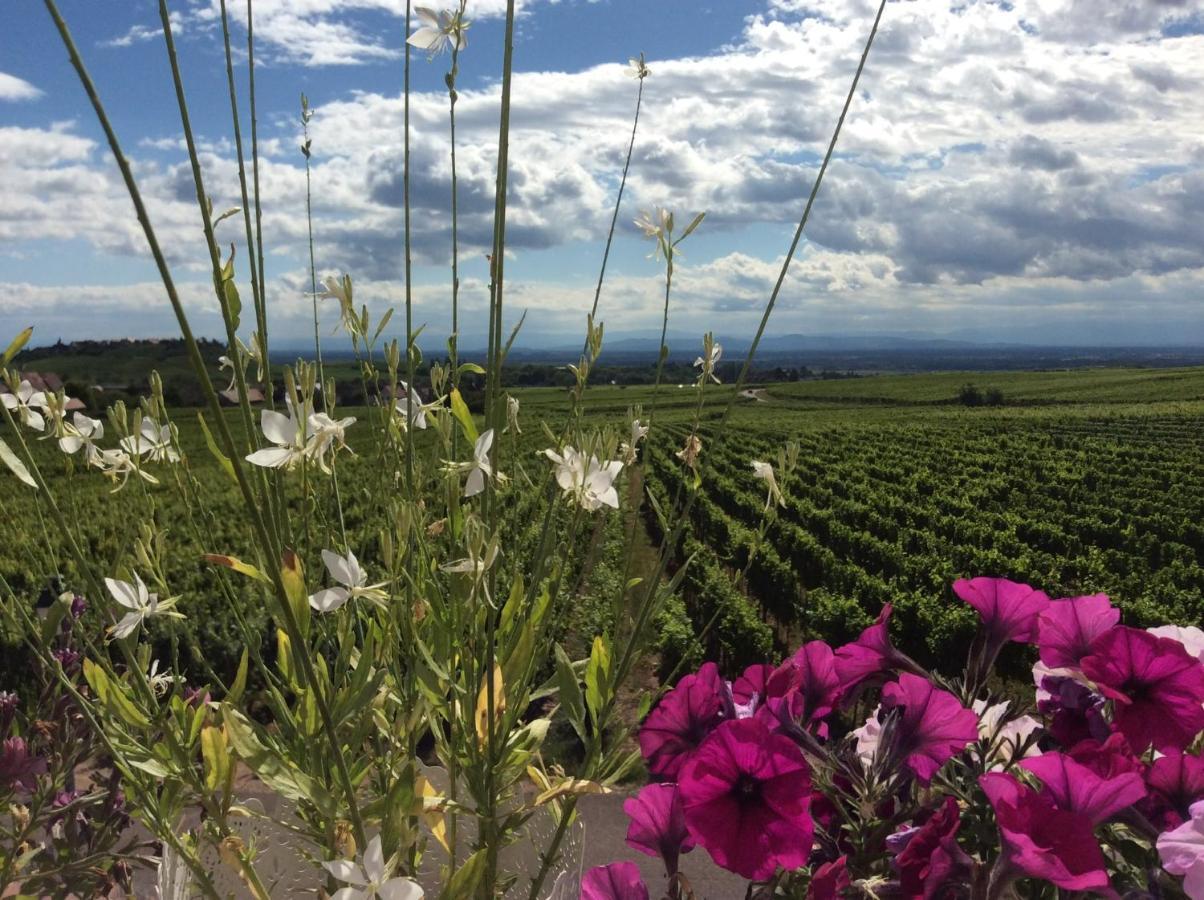 Gite Riquewihr "C'Est Beau La Vie Alsace" Exterior foto