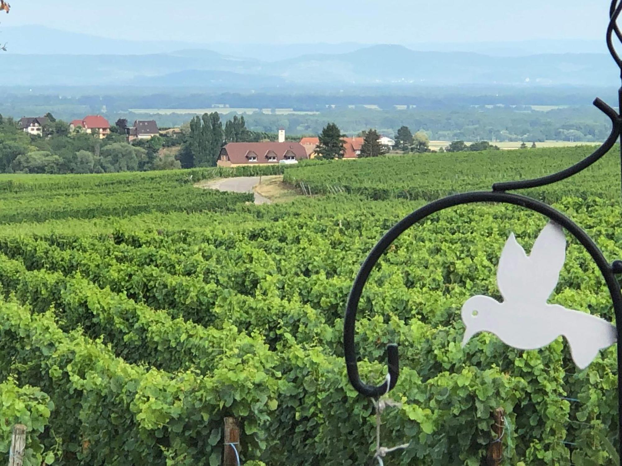 Hotel Gite Riquewihr "C'Est Beau La Vie Alsace" Exterior foto